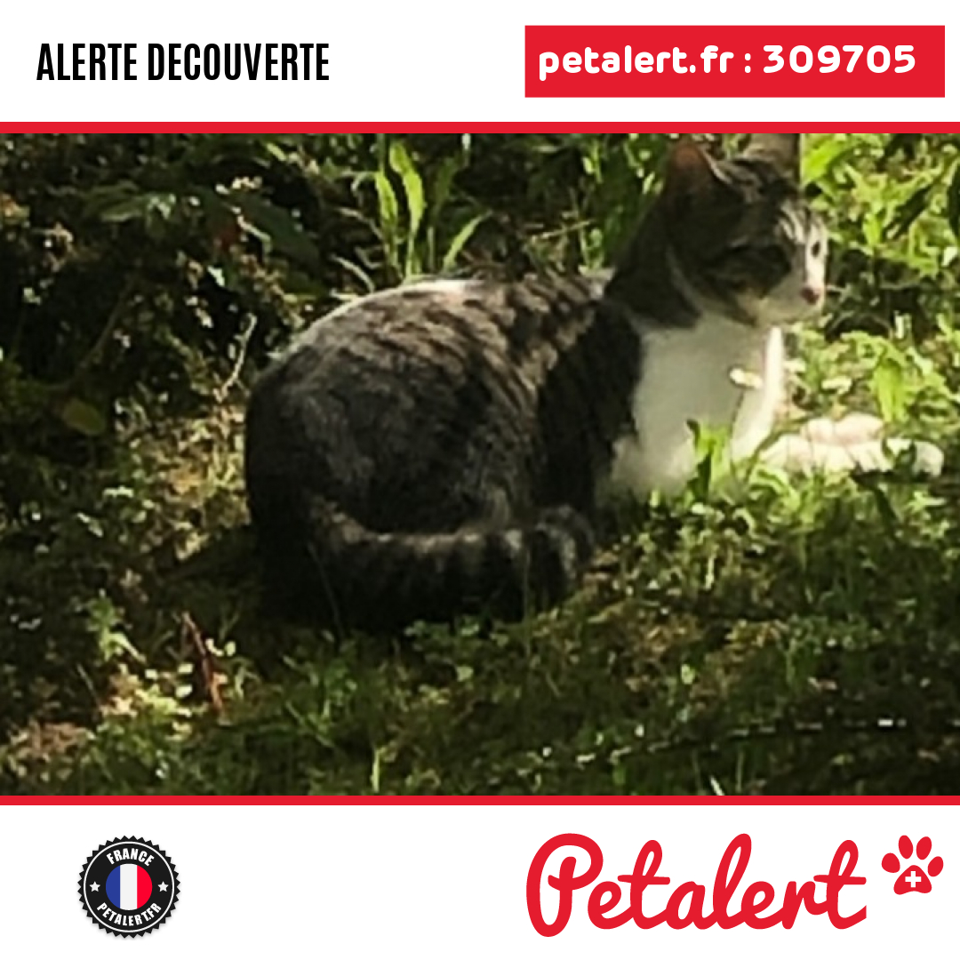 petalert_france's tweet photo. Trouvé #Chat #Sarthe #LeMans #Petalert #PetAlert72 / https://t.co/vpW4Mb9N85 https://t.co/BjLc7wK6yR