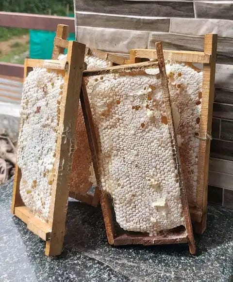 TheHiveLimited's tweet photo. 🎁 Price Slash For The Day ⚡💛

🍯🍯Pure Honey Straight From The Hive 🐝 Just Pure Deliciousness Elevate Yourself Now 0706349748

All Beekeeping Equipment Available

#honey
#beekeepingtraining
#wedeliver
#countrywidedelivery https://t.co/NPGXZcFKBp