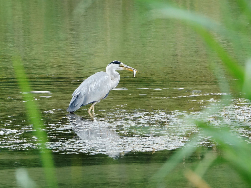 STMediaCH's tweet photo. Willkommen am #Amazonas der Schweiz! Der Aargauer #Hochrhein ist natürliche Lebensader für Pflanzen, Tiere und Menschen – ein erfrischend unverbrauchtes Naturjuwel! Tolle 9 km lange Uferwanderung von Koblenz nach @BadZurzach! @aargautourismus https://t.co/pKW0UKDPD5 https://t.co/OqryF0haRF
