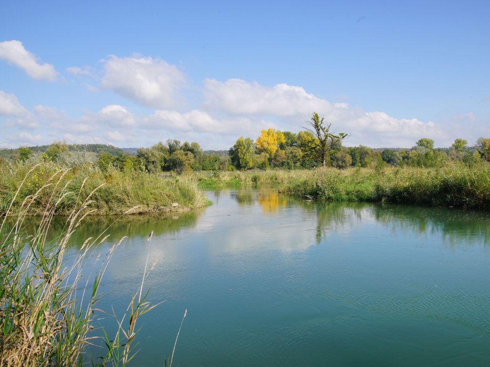 STMediaCH's tweet photo. Willkommen am #Amazonas der Schweiz! Der Aargauer #Hochrhein ist natürliche Lebensader für Pflanzen, Tiere und Menschen – ein erfrischend unverbrauchtes Naturjuwel! Tolle 9 km lange Uferwanderung von Koblenz nach @BadZurzach! @aargautourismus https://t.co/pKW0UKDPD5 https://t.co/OqryF0haRF