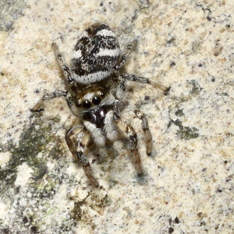 My first macro shot of a Zebra spider - Scientific name: Salticus scenicus, aka a jumping spider. 
Body length: 6-7mm
I have never thought of spiders as being cute but this one is. Look at its eyes!! 🥰 #zebraspider #Salticusscenicus #spiders #arachnid #macrophotography