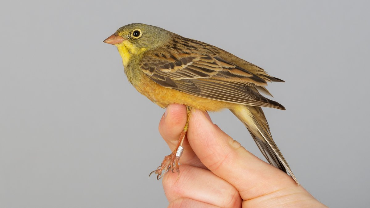 OttenbyBO's tweet image. A beautiful male Ortolan Bunting was trapped during the morning. This species has seen a severe and rapid decline during last decades and the annual average has gone from a handful to close to zero.