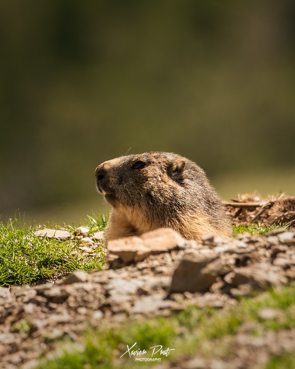 ᒪᗩ  ᗰᗩᖇᗰOTᗩ,  Տᗴᗰᑭᖇᗴ Tᗩᑎ  ᗩTᗴᑎT...!!!🧐🤓
#nature #wildanimals #marmota #nikonz6 #tamron150600g2