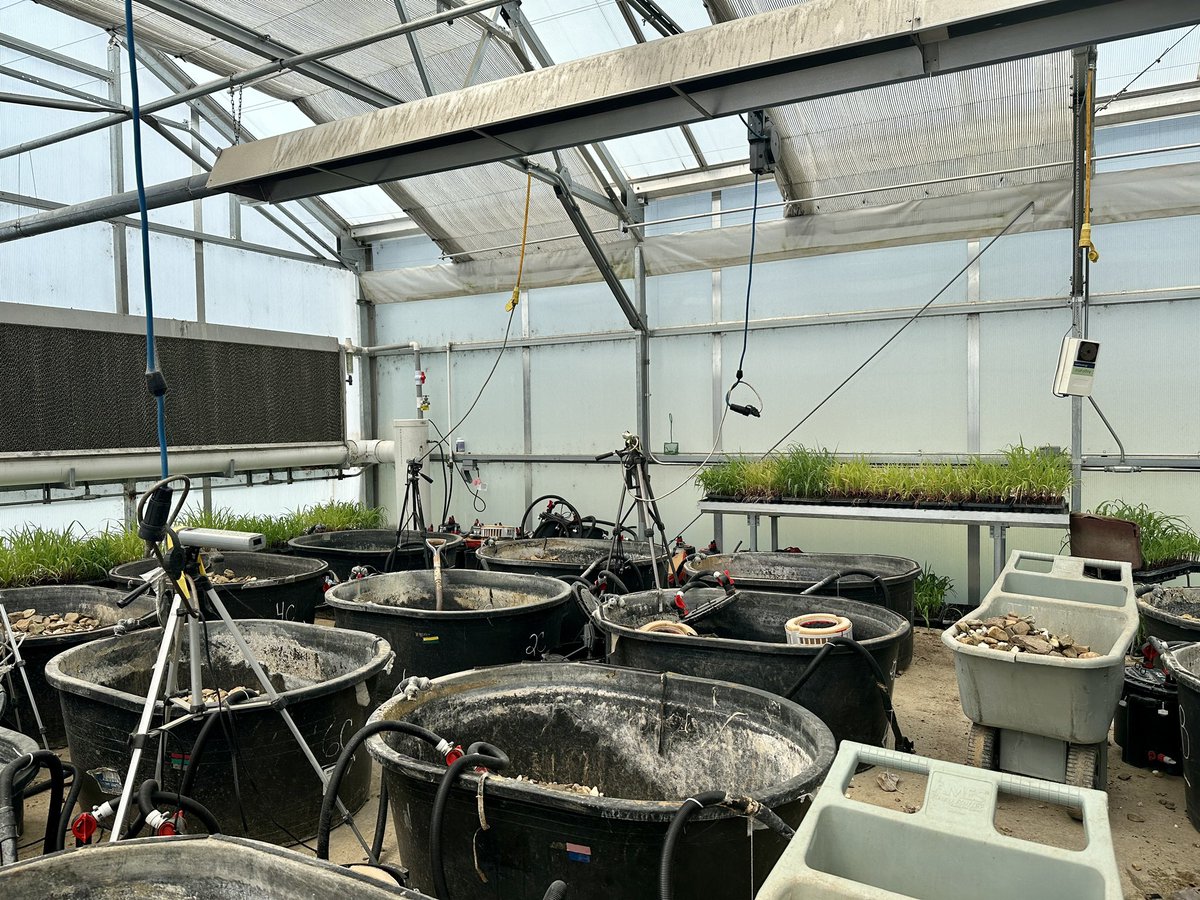 tonynft333ETH's tweet photo. Yesterday was rock shoveling day in the greenhouse! Mesocosm prep has started again 🦞🪣💧 https://t.co/fTKWpNovsG