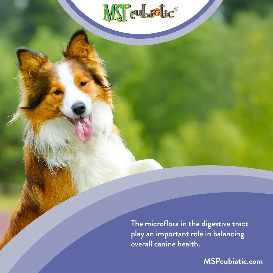 MSPeubiotic's tweet photo. The microflora in the digestive tract play an important role in balancing overall canine health. #microflora #guthealth #dogs https://t.co/ugdbcpVqQF