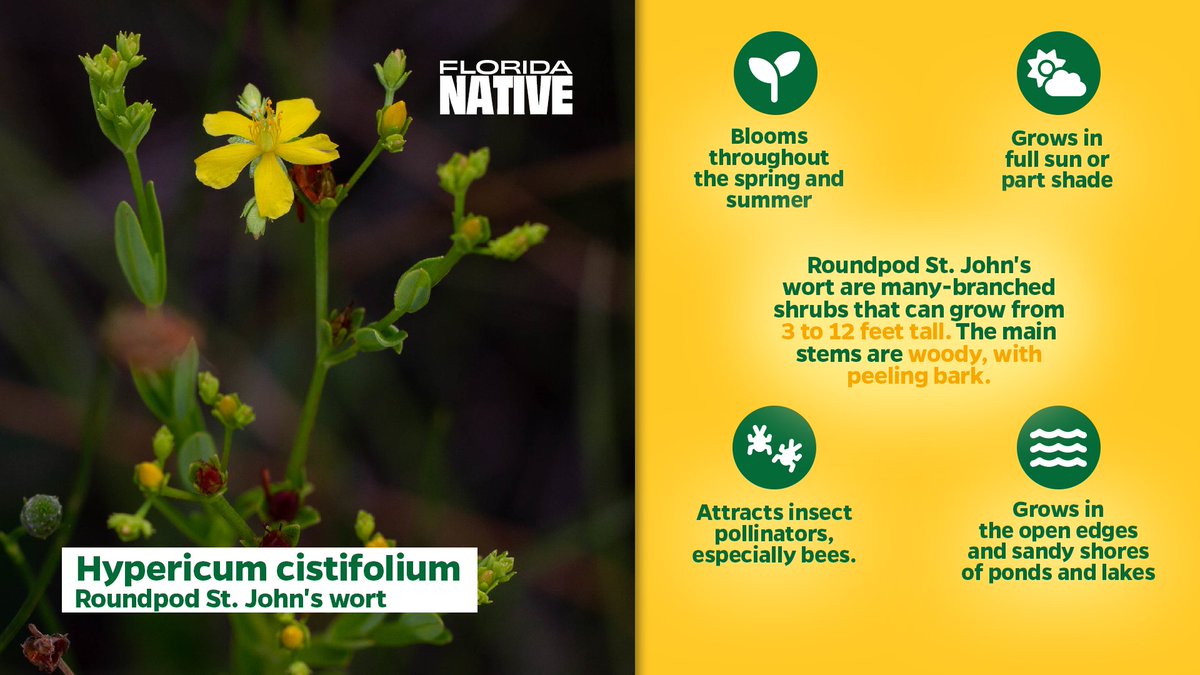 Roundpod St. John's wort (Hypericum cistifolium) is a #FloridaNative with opposite, needle-like leaves and bright yellow flowers with five petals. For more information, visit <a href="/fl_native_plant/">Florida Native Plant Society</a>. Photo by © Jessica via iNaturalist.