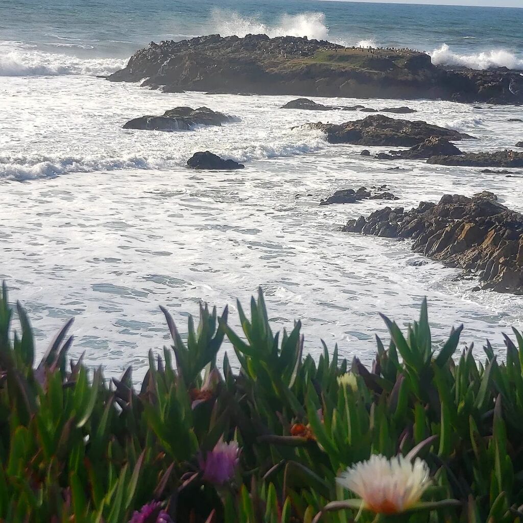 Crashing waves never get old. 
.
.
.
.
.
.
.
.
#styleontheside #carolinetopperman #mountainashpress #californiacoast #seetheworldthroughmyeyes #storiesoftheeveryday #storytellers #googlelocalguides #letsguide #pixel5 #travelphotography📷 #tellyourstor… instagr.am/p/Cr0hgjULIq6/