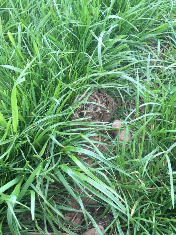 Kelvinpate1's tweet photo. Can’t see me #leverat https://t.co/ZyYv50begI