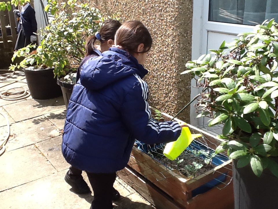 Gardening club were busy this week giving everything a good water and planting French Marigold and Petunia seedlings.  <a href="/summerswoodps/">Summerswood School</a>