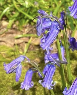 Muddy walk in #hornecourtwood #outwood #bluebells #bluebellwoods