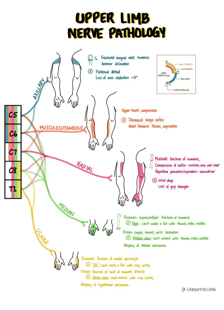 chrost_hugo's tweet image. Upper extremity nerve pathologies.

Credits: @sarahthelyon

#neuroscience