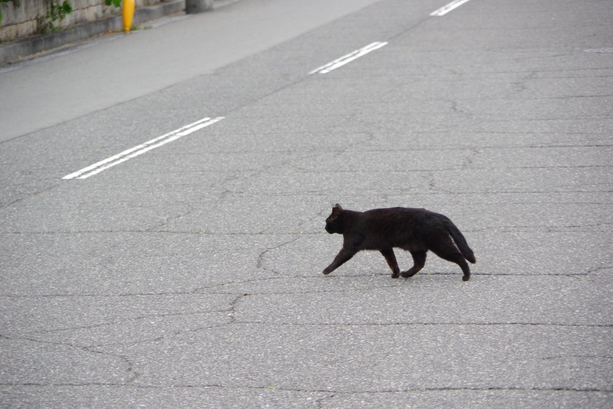 solt2014a's tweet photo. #猫写真
#PENTAX
#PENTAX_KF https://t.co/kQx0BrK6gf