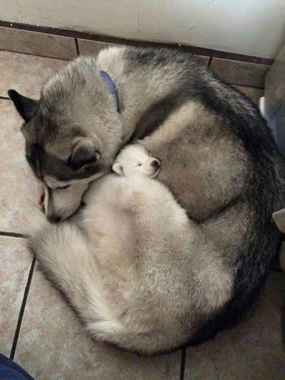 doggynation_'s tweet photo. "The big one is my daughter, whom I rescued from the streets a few years ago. Now, I found this little, scared puppy and brought her home; she instantly took on the role of her "mother" and guards him constantly. Couldn't resist capturing such a lovely moment..." https://t.co/p75zHT0094