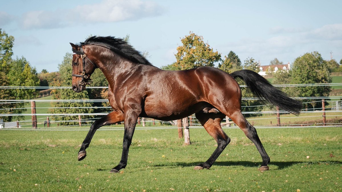 ChapelStud's tweet photo. BANGKOK having fun in the sun! 

He has produced a fantastic first crop of foals this year and he has more quality mares lined up for him this time. 

Onwards and upwards for this exciting stallion @DahlBury ! https://t.co/vq3zCpsthN