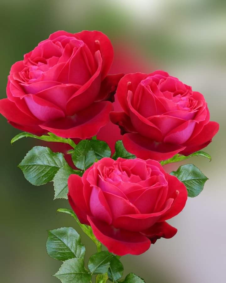 Nimrasaeed58334 tweet picture