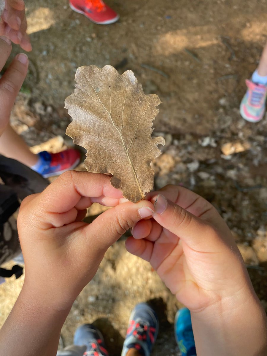 ECollserola's tweet photo. Avui els nens i nenes de 1r vam fer l'activitat "Visitem els parcs" amb el biòleg Pau. Hem gaudit de la natura i del nostre entorn!
#visitem #escolacollserola #natura #santcugat #comunitatmitjans https://t.co/Qflvi67ScS