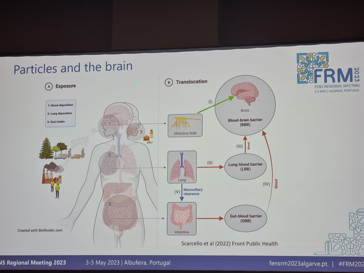 Really interesting potential underlying mechanisms for air pollution and Alzheimer disease being presented just now at <a href="/FENSRM/">FENSRM</a>  #FRM2023 in Portugal. I'm in attendance thanks to my funders <a href="/Masonic_Charity/">Masonic Charitable Foundation</a>. Lots of mentions of Dr Tom Russ's work on the topic <a href="/alzscot/">Alzheimer Scotland</a>