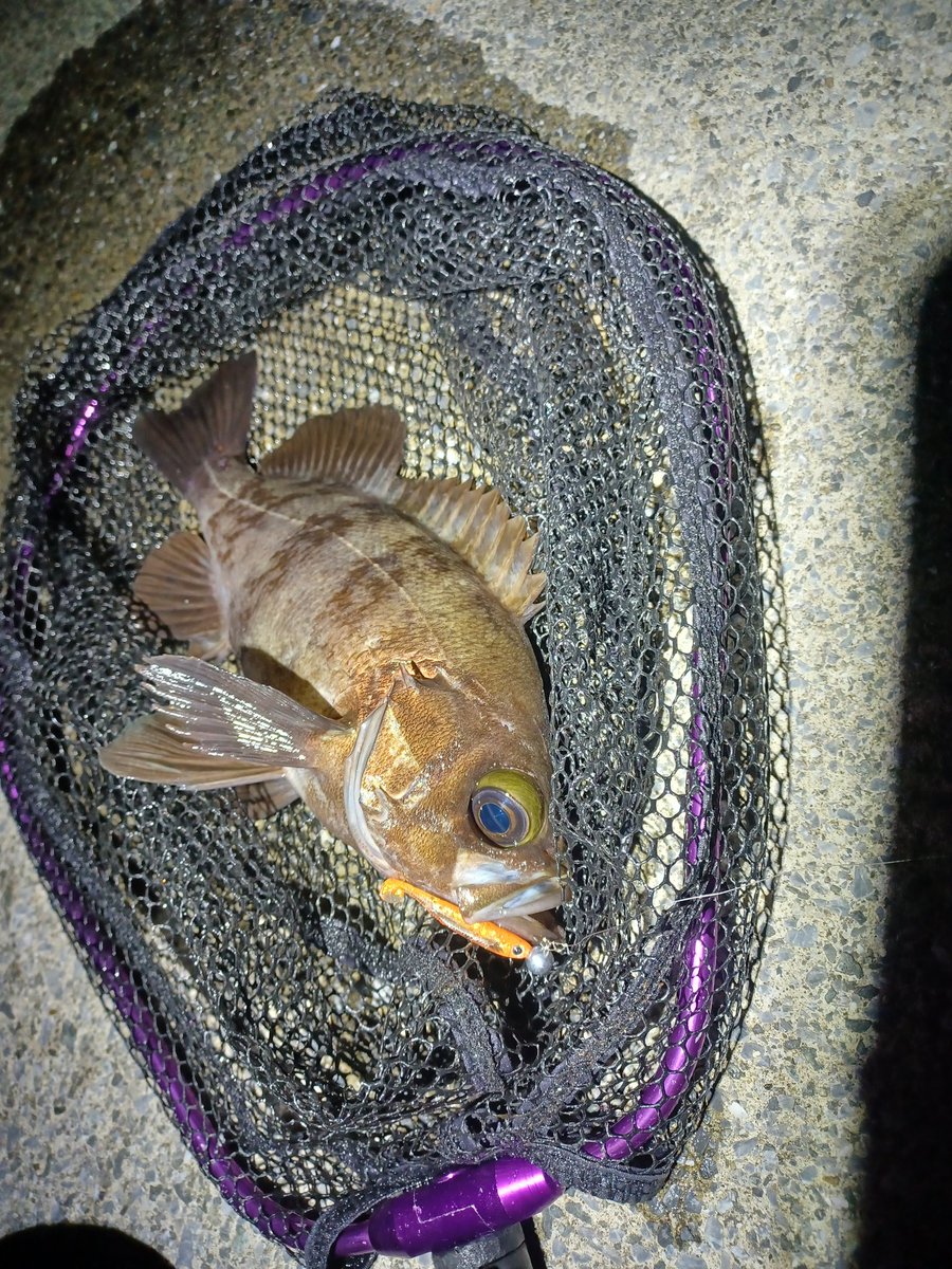 _hagure's tweet photo. 今日はいつも通り漁港で🎣月夜なのもあってかやはり渋い🌀けど釣れれば大きい😇 https://t.co/zJokSA6qt7