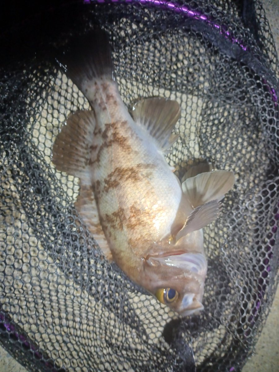 _hagure's tweet photo. 今日はいつも通り漁港で🎣月夜なのもあってかやはり渋い🌀けど釣れれば大きい😇 https://t.co/zJokSA6qt7