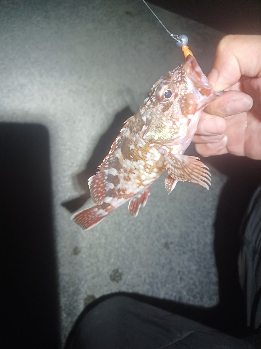 _hagure's tweet photo. 今日はいつも通り漁港で🎣月夜なのもあってかやはり渋い🌀けど釣れれば大きい😇 https://t.co/zJokSA6qt7