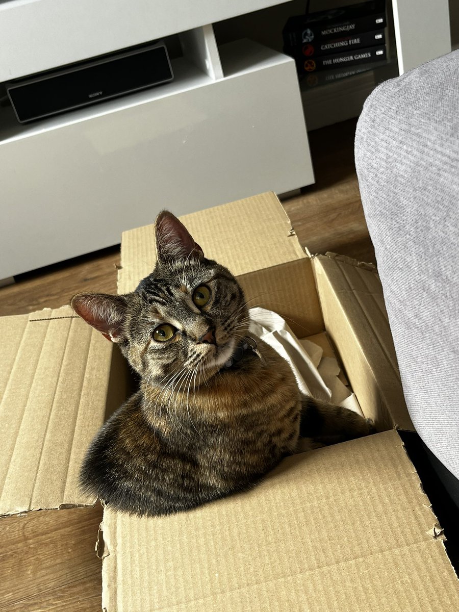 thecatmiso's tweet photo. pov: you ordered a cutie on amazon https://t.co/ZLptfzpV5u