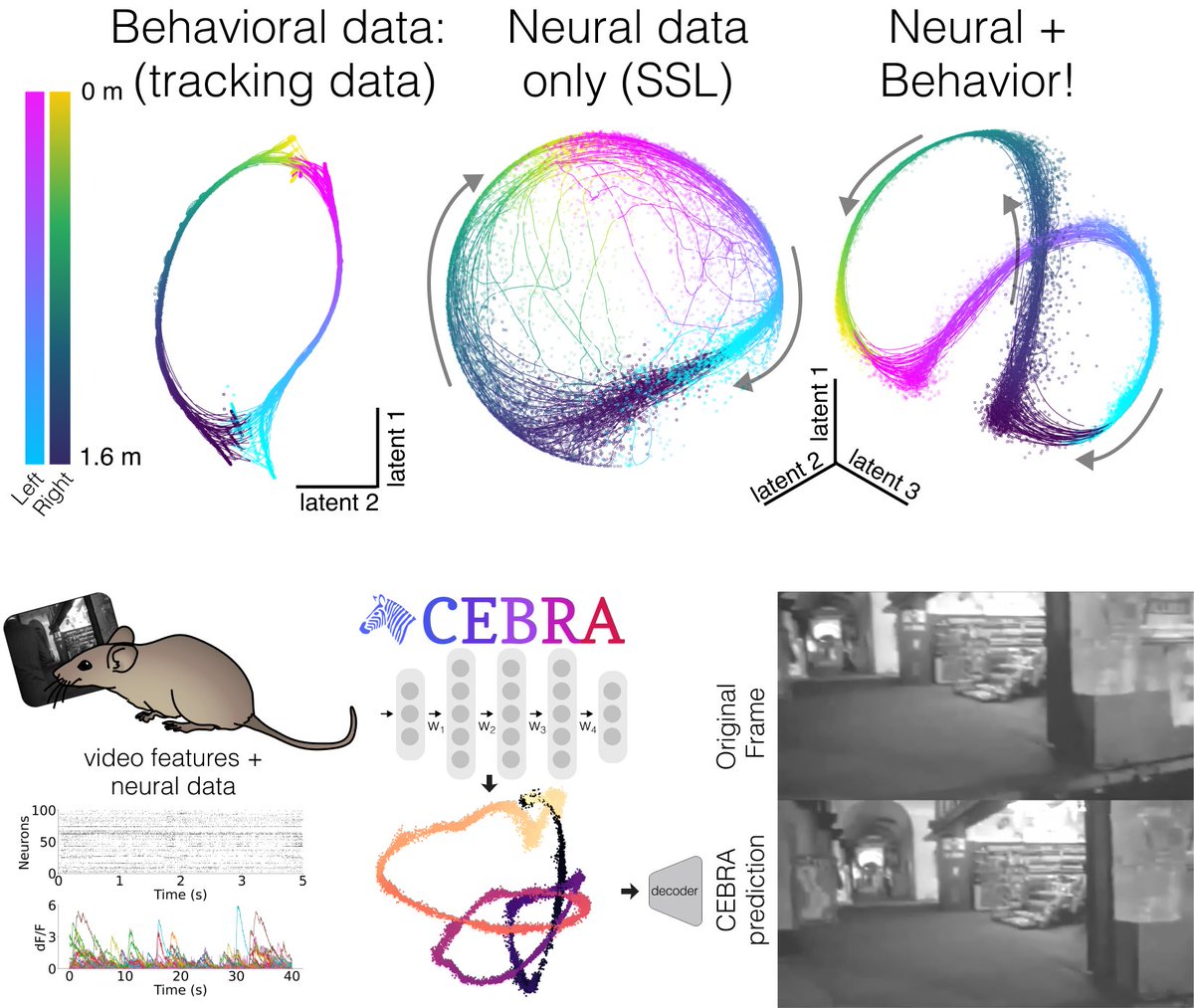 🐁💜#deeplabcut+🦓🖤#cebra = 🔥

<a href="/mwmathislab/">M- Lab of Adaptive Intelligence @EPFL</a> show you can use @CEBRAai with only neural data, only behavior data (#CEBRA supports loading your <a href="/DeepLabCut/">DeepLabCut 🦄</a> data 👀), and powerfully combine data for rich metrics &amp; insights into neural population dynamics

nature.com/articles/s4158…