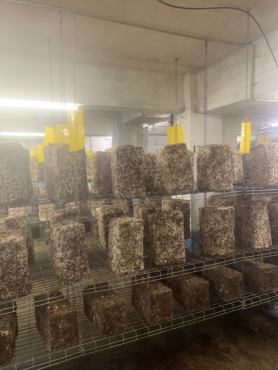 InterkulturFR's tweet photo. Aujourd’hui on découvre la plus grande  ferme souterraine bio de paris, moment de calme, silence ça pousse ! 

#caverne #bio #paris #urbanfarm #tourist #tourism #visit #plant #culture #visit #parisfoodie #france #visitfrance #french #christmas #guidedtour #visitparis #insolite https://t.co/UDbgc3zv3W