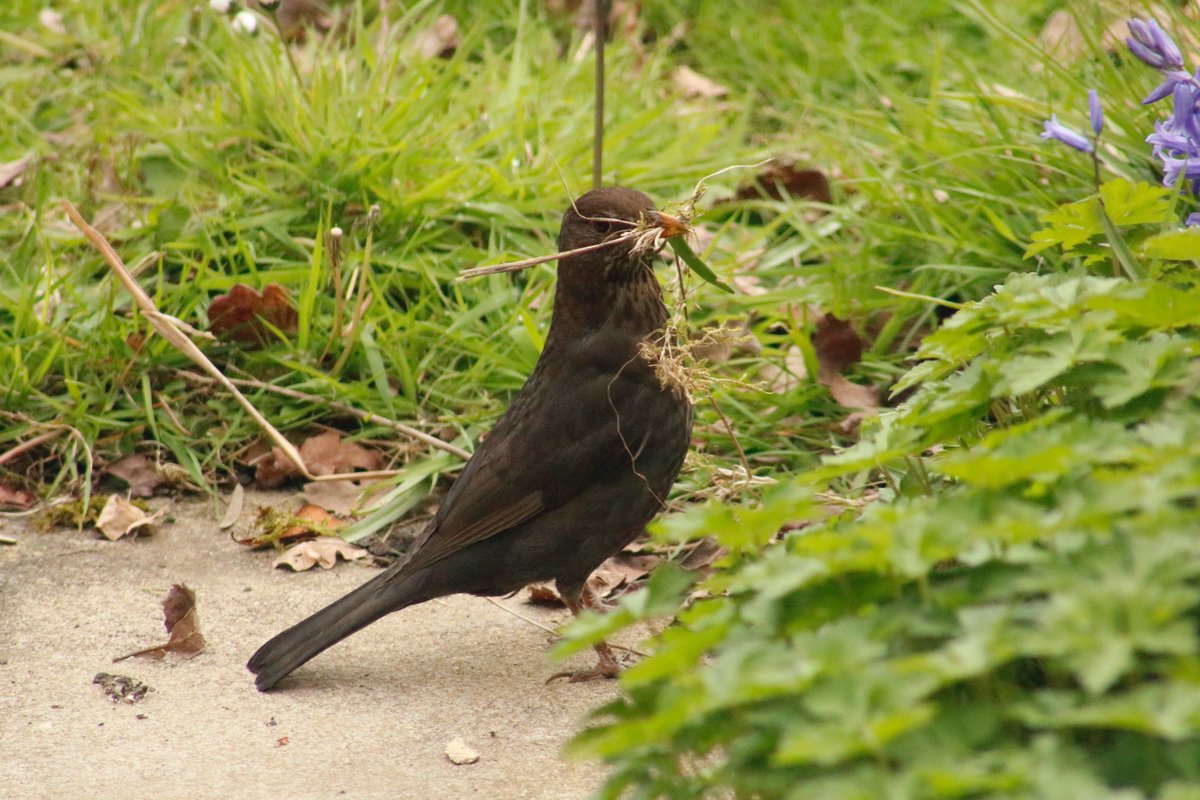 HomeWildlife's tweet photo. Last month we cut paths through our #wildlifefriendly lawn. It seems the #blackbirds appreciate our efforts as they are collecting the cut grass for their nests! #gardenforwildlife #spring #springtime2023 #springtime #gardenlife https://t.co/BteI7EZK07