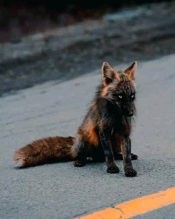 dosojoscafe's tweet photo. Firefox, uno de los animales más raros del planeta 👀❤️ https://t.co/6NKEBKrwr6