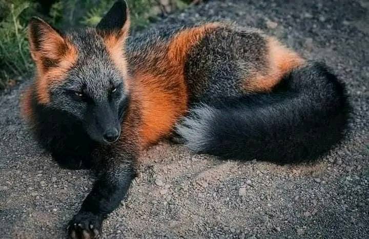dosojoscafe's tweet photo. Firefox, uno de los animales más raros del planeta 👀❤️ https://t.co/6NKEBKrwr6