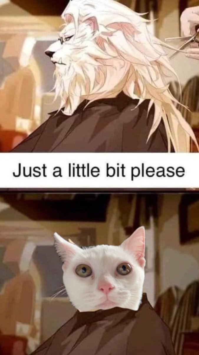 mayashroom_'s tweet photo. #cat https://t.co/CBdby9o10B