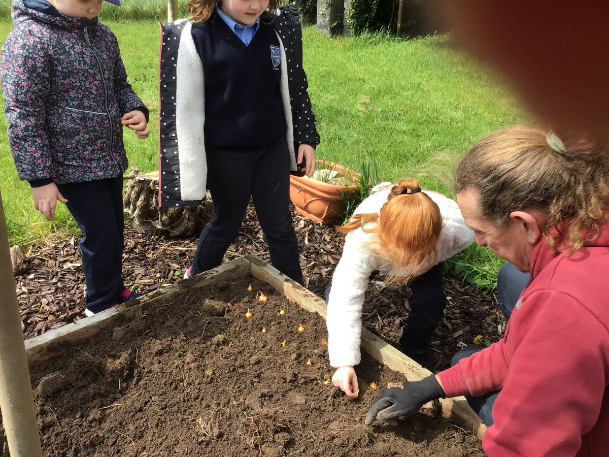 Planting onions, we will make soup in September when they grow.
