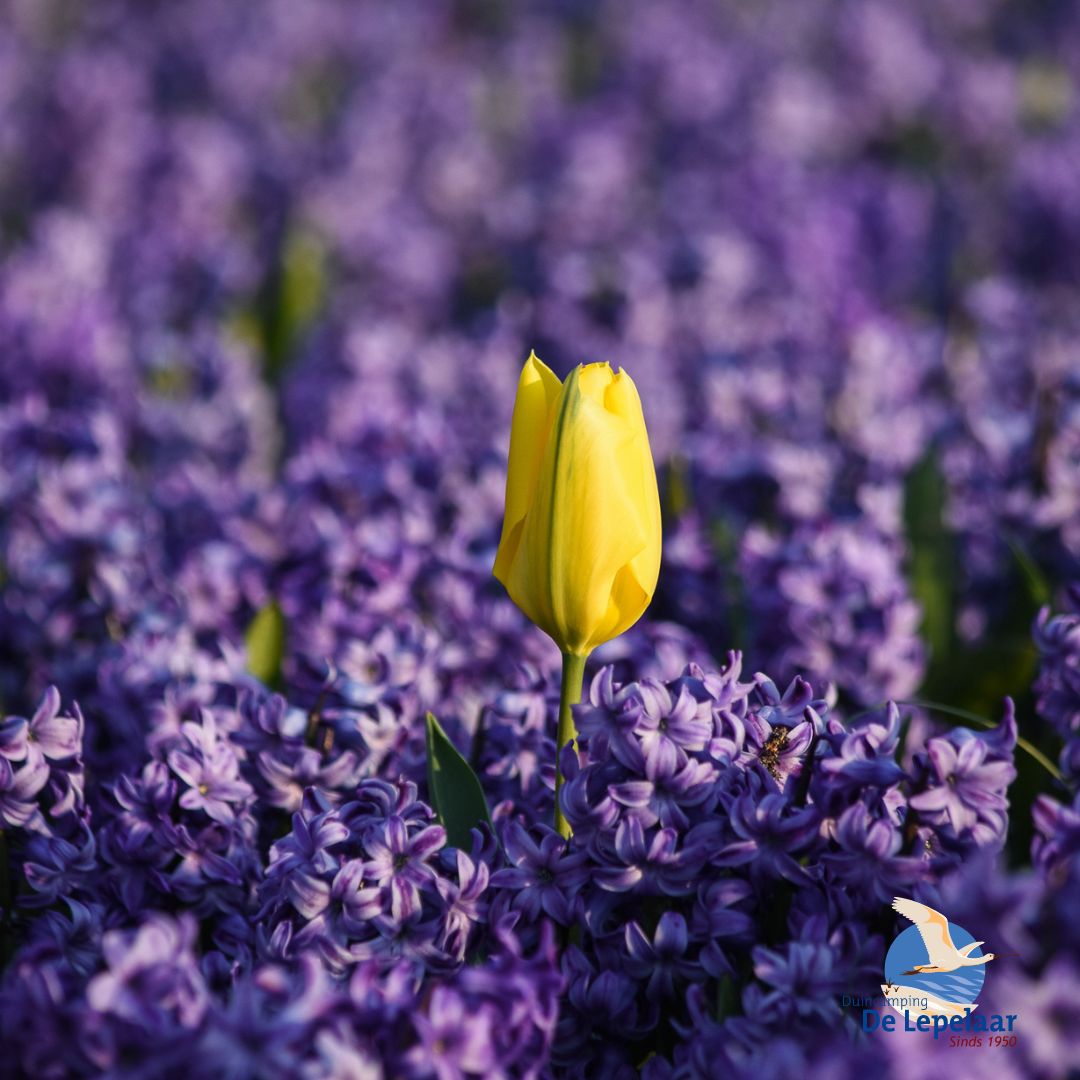 Altijd weer een heerlijke tijd. De bloembollenvelden vol in bloei. Heeft u ook zo genoten?