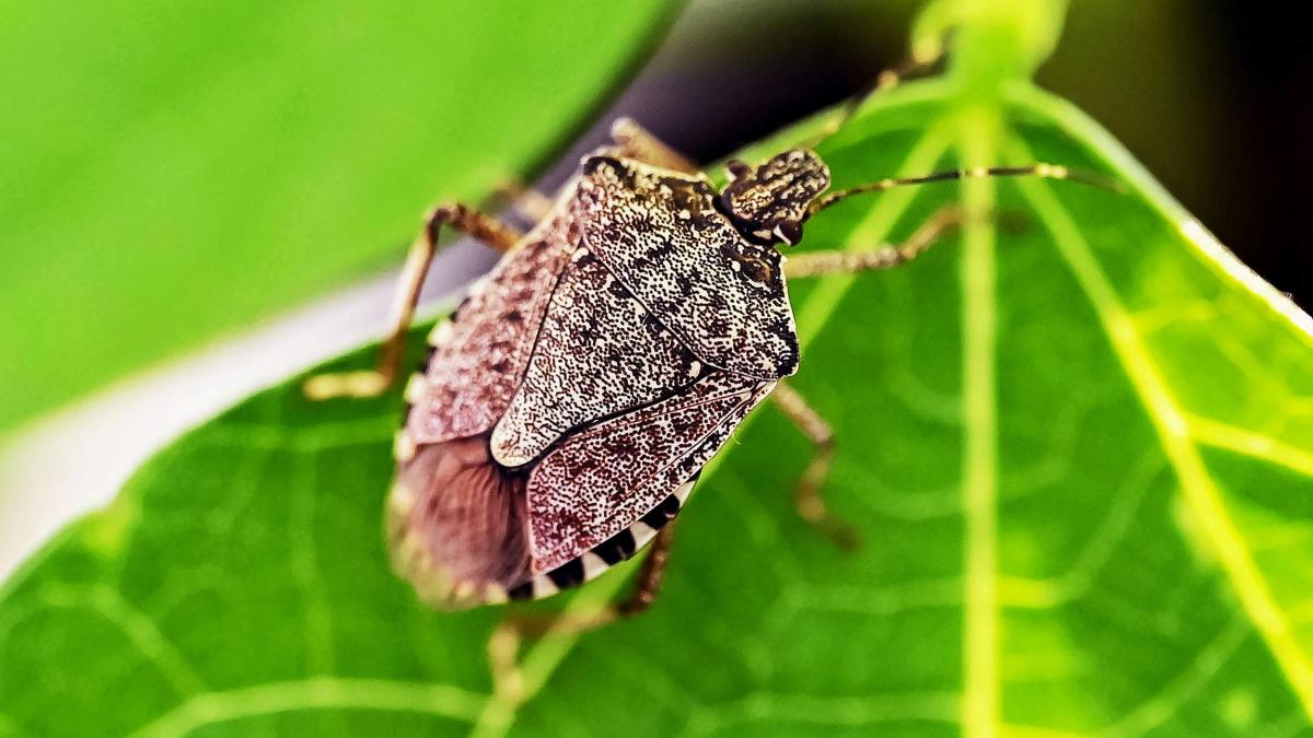 "Wir werden sie nicht los" – Auf Deutschland kommt eine besorgniserregende Folge des Klimawandels zu to.welt.de/yW9Ie7F