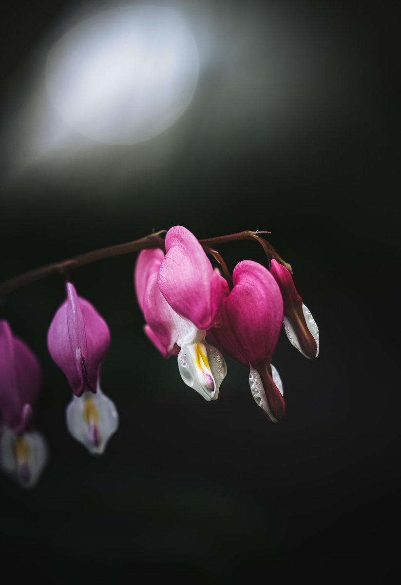 When you reach for what feels impossible, you grow into a beautiful version of what is possible.
~ Angie Weiland. 

#Freshness #CloseUp #FlowerHead #Nature #Petal #MacroPhotography #Blossom #darkandmoody #darkart #TwitterNaturePhotography #SonyAlpha #hellomay #mayflowers