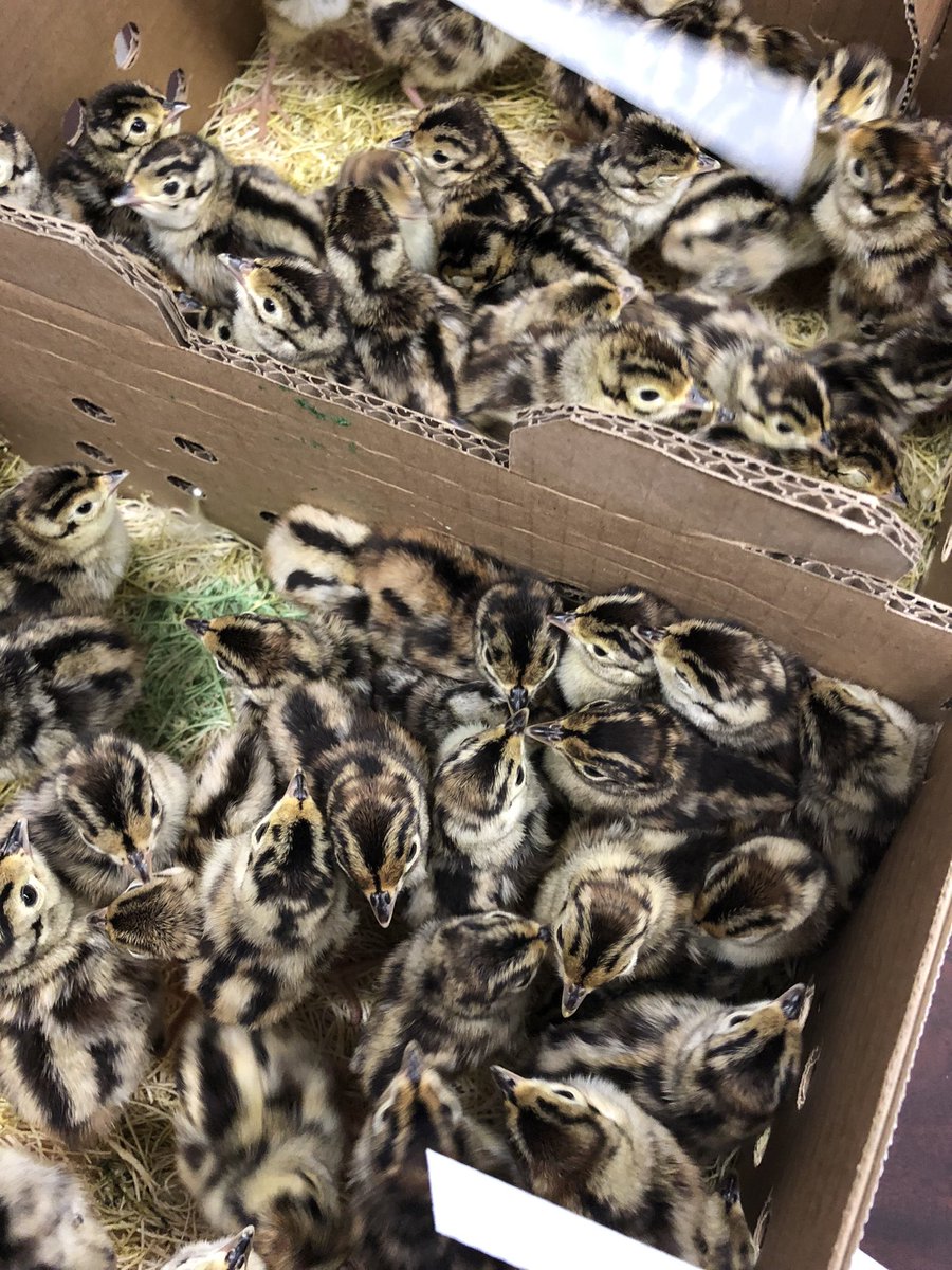 Jared Davis tweet media