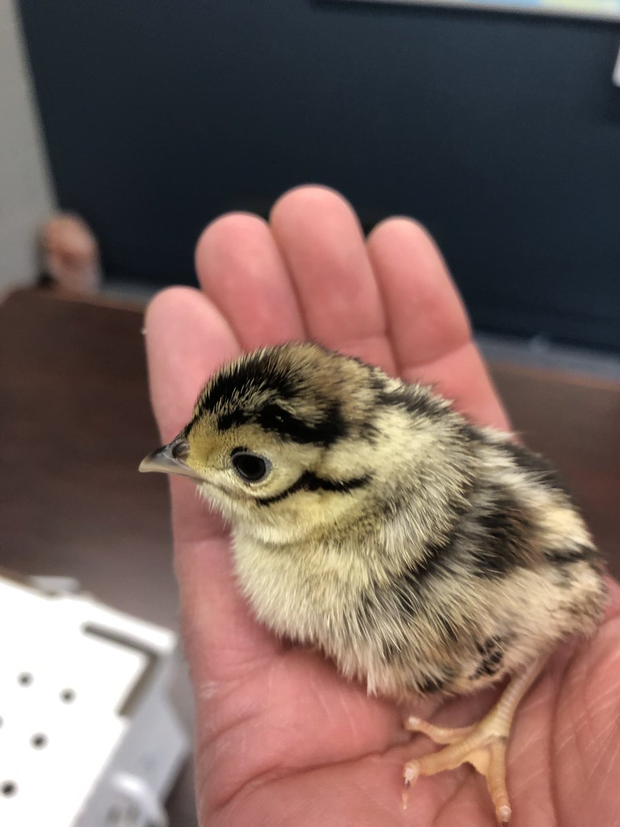 Jared Davis tweet media