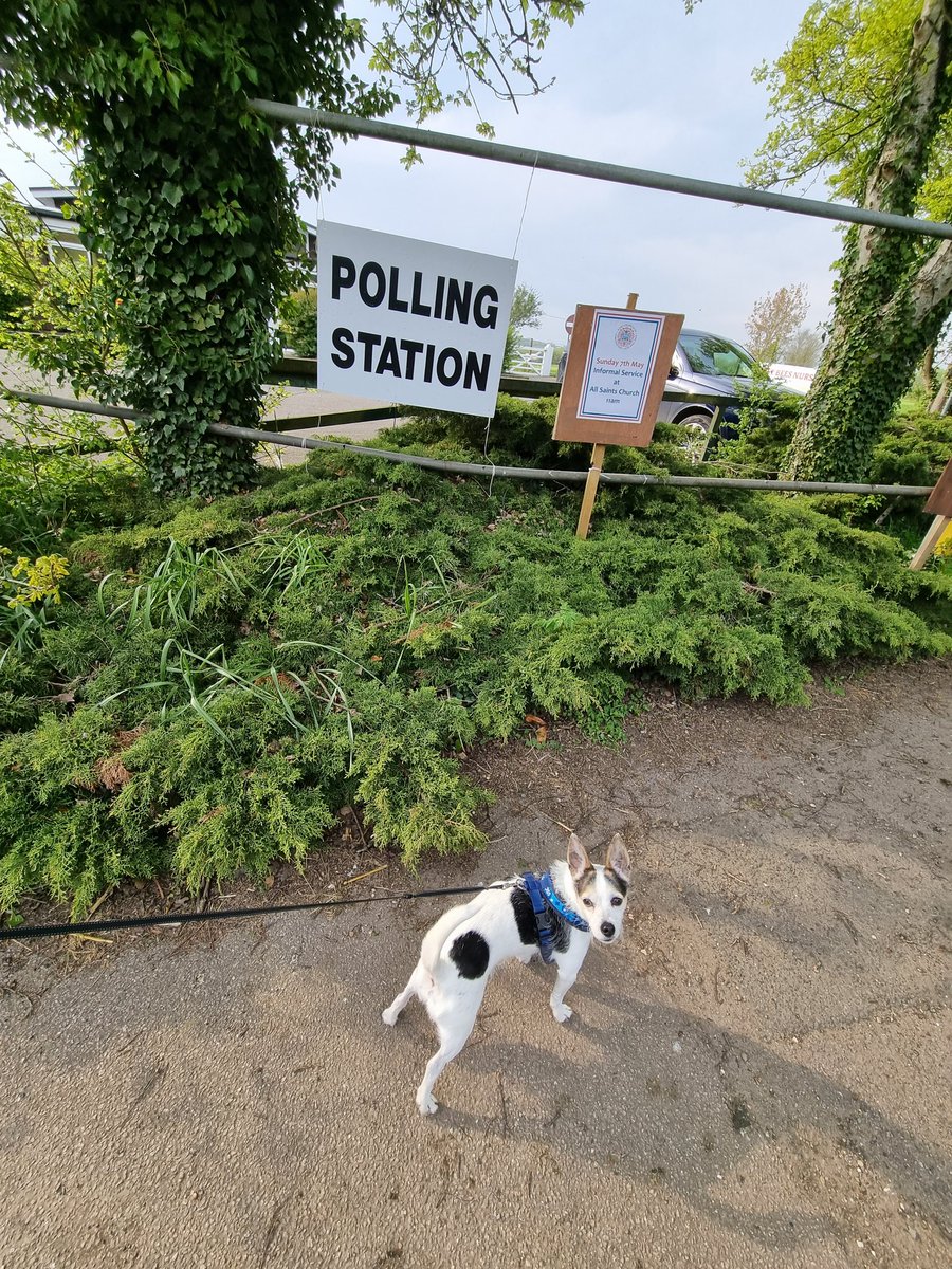 scaddingk's tweet image. Binksy at the ready once again to cast his vote. #dogsatpollingstations