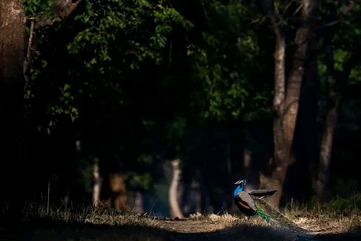 Sincere love
 #wildlifephotographer #bbcearth #earthcapture #discovery #greens #sonyalphain #aarzookhuranaphotography #aarzookhurana #corbett #dudhwa #kanha #instadaily #photographer #photooftheday #photographylovers #animalplanet #natgeowild 

@discovery @BBCEarth