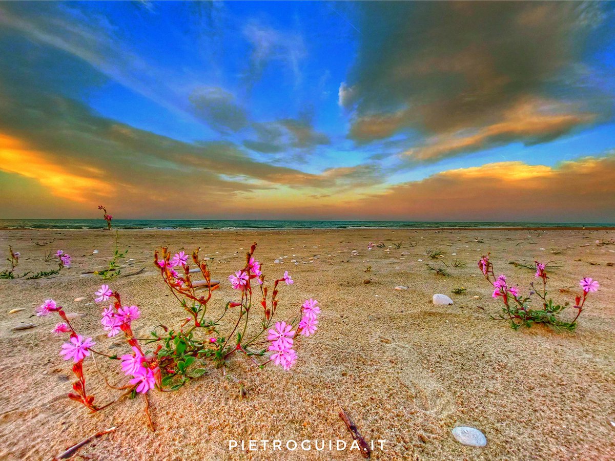 pietroguida's tweet photo. Sunset flower
.
.
.
#flowerphotography #flowers #nature #flower #naturephotography #flowerstagram #flowersofinstagram #photography #macro #flowerpower #naturelovers #photooftheday #garden #flowerlovers #macrophotography #perfection #beautiful #plants #photo #love https://t.co/Czud12hhOS