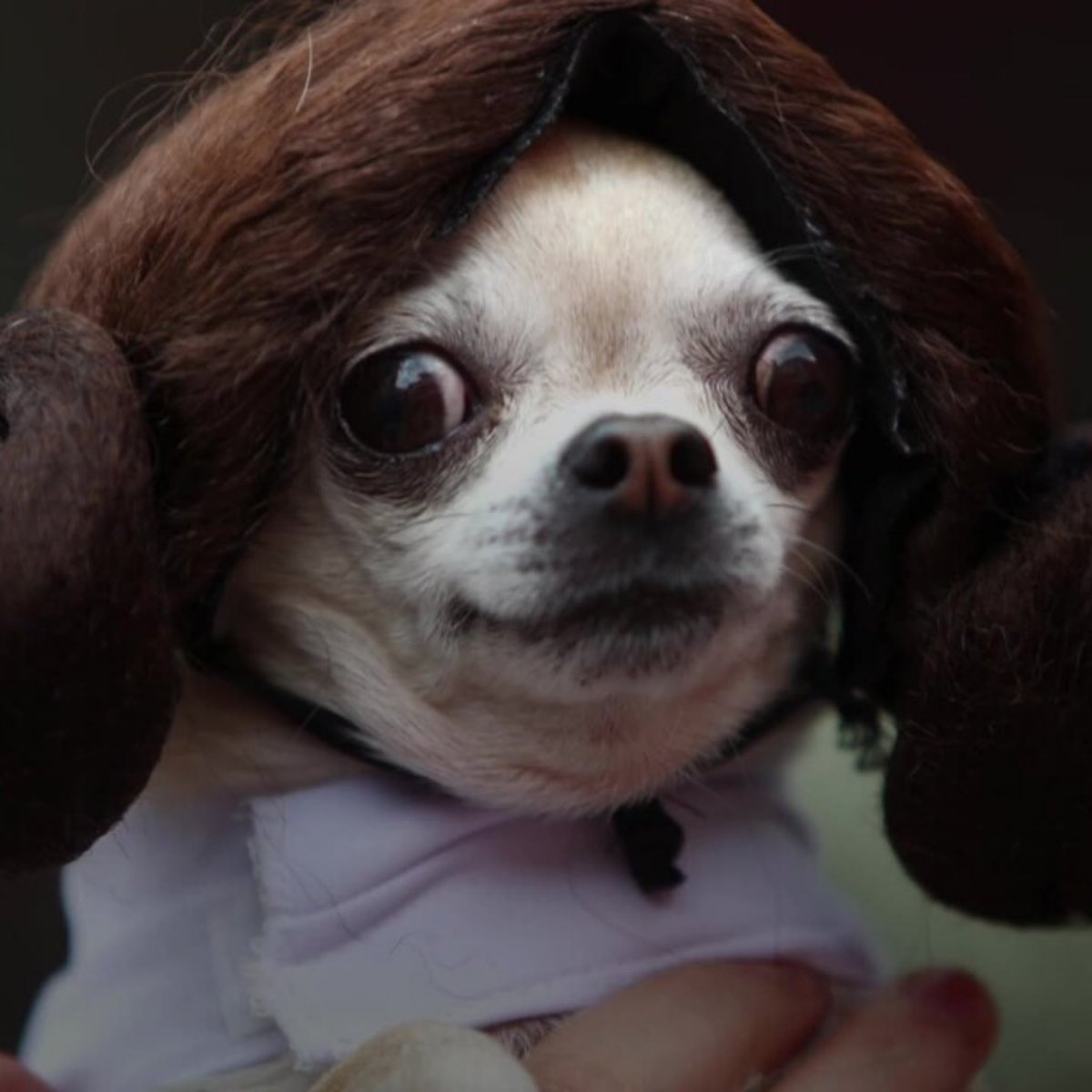 PrimiPets's tweet photo. Princess Leia Chihuahua 😂 #StarWarsDay #Maythe4bewithyou https://t.co/dx0jeHIcCc