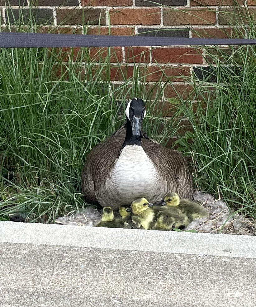 Northmen_OPHS's tweet photo. Momma and babies are doing just fine. 😍 https://t.co/BmKzx4Sh4l
