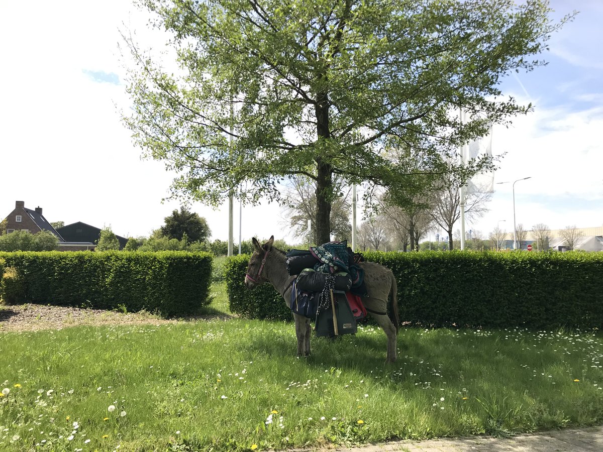 CO3 Campus heeft vandaag een bijzonder (en duurzaam) transportmiddel mogen ontvangen. Zo heeft onze mooie voortuin kunnen fungeren als rustplaats voor de (pak)ezel. meer info:  co3campus.nl/duurzaam-trans…