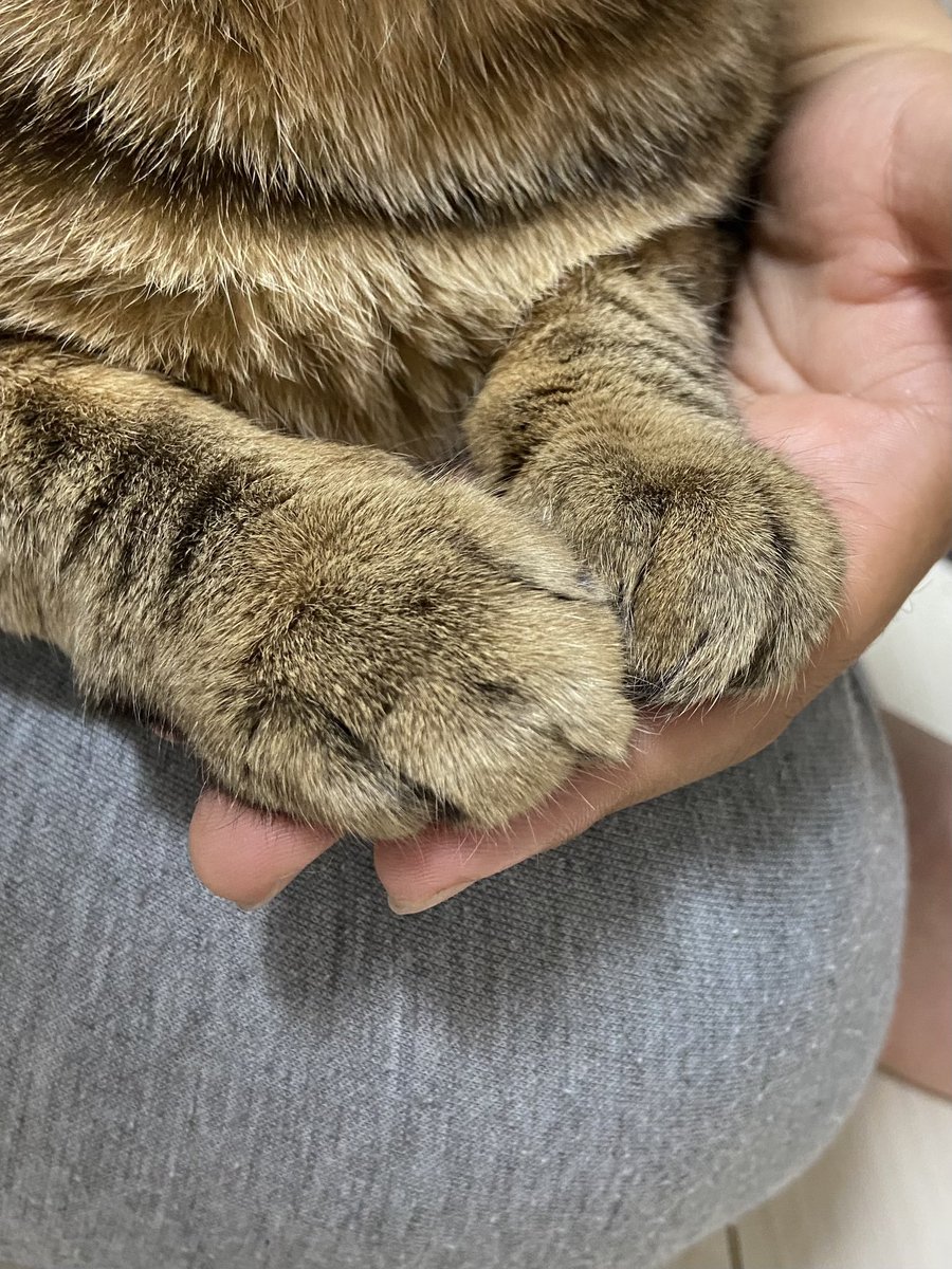 shishitoras's tweet photo. くりーむぱん！！
#ししまる #保護猫 #猫好きさんと繋がりたい #猫のいる暮らし https://t.co/AfoSwiu0HY