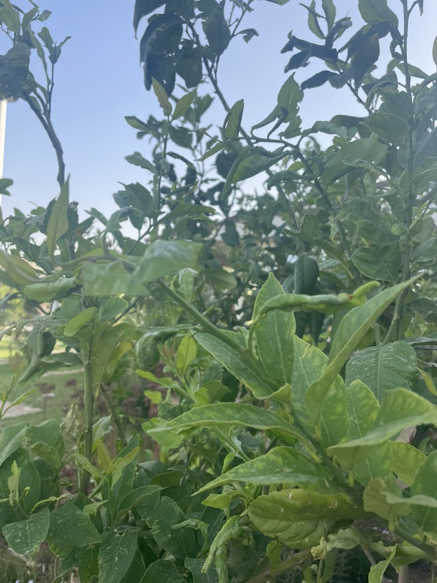 عبدالعزيز  الخالدي tweet media