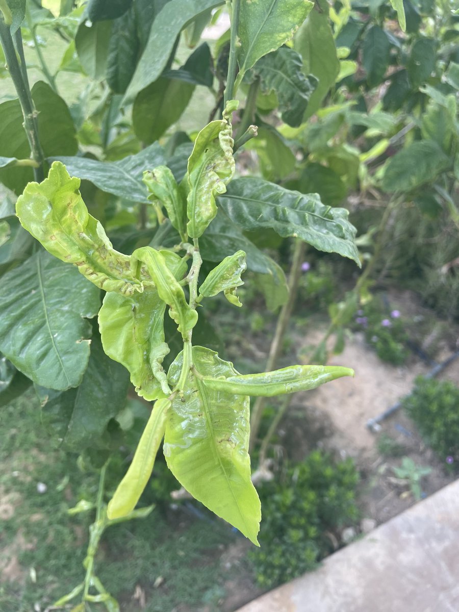 عبدالعزيز  الخالدي tweet media