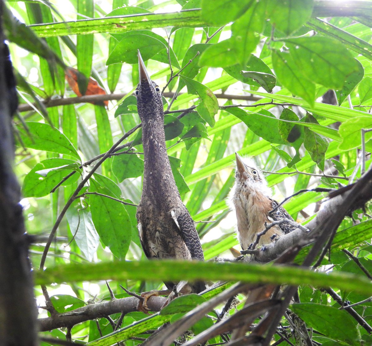 ENatureTours's tweet photo. Zigzag Heron

This small and rare heron inhabits swampy forest in the Amazon rainforest.

Ecuador Nature Tours
Birding, bird photography and natural history tours in Ecuador 🇪🇨.

ℹ️
📧 apolonelson@gmail.com
📱+593959782457

#BirdsSeenIn2023 #birding #birds #birdphotography https://t.co/GywKQhFJdT