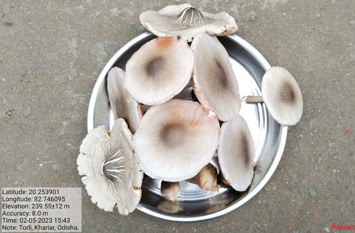 GramSamriddhi's tweet photo. #Farmers of #Dhenkanal of #Odisha now self dependent to earn their #Livelihood via production of #Mushroom, #MushroomSpawn & #Pickles & #Sauce.These #farmers are #skilled under #KrishiKaushalKendra initiative.@GramSamriddhi @ONGC_ @ONGC_SBA @districtadmndkl @kvkdhenkanal @apovl https://t.co/44j34HGEXt
