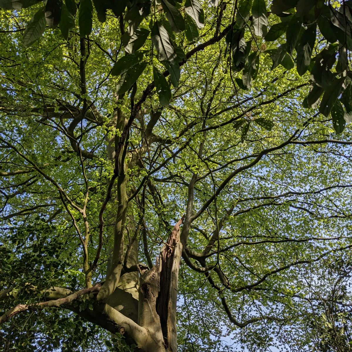 DawnAJWitney's tweet photo. Wonderful walk this morning, dappled sunshine now the leaf canopy is opening.
#norfolkcountryside #leafcanopy #norfolklife https://t.co/PC1aHXH5i7