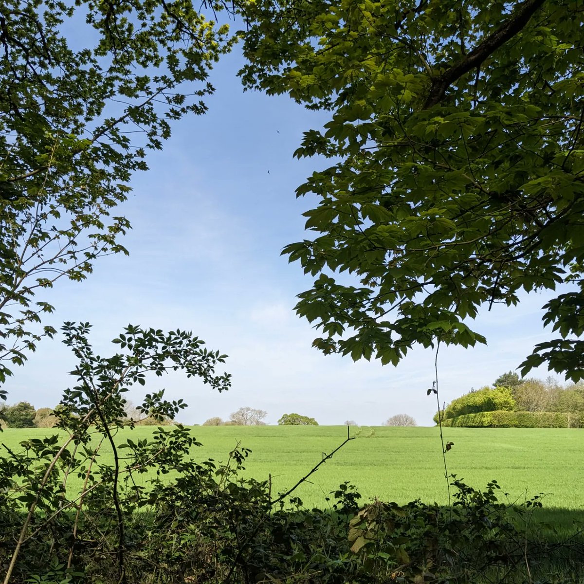 DawnAJWitney's tweet photo. Wonderful walk this morning, dappled sunshine now the leaf canopy is opening.
#norfolkcountryside #leafcanopy #norfolklife https://t.co/PC1aHXH5i7